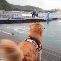 楽しそうにしっぽをフリフリ♪