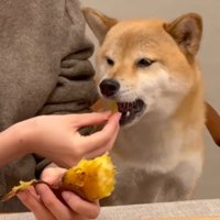 飼い主が持っている焼き芋を食べる犬