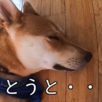 気持ち良さそうにウトウト…