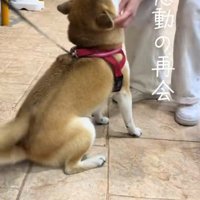 なでられる柴犬