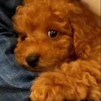 れおん君のビフォーアフター5