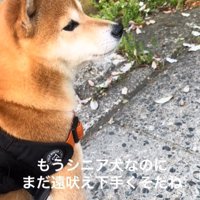 耳を澄ます柴犬