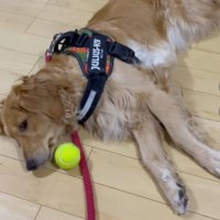 床に寝そべる大型犬