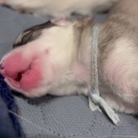 寝言が激しい子犬