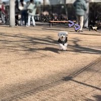 こちらに駆け寄ってくる犬