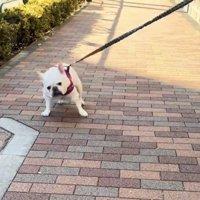 足を踏ん張る犬