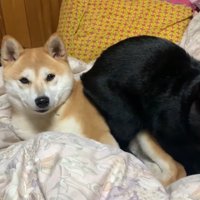 仲良しな3匹にほっこり♡