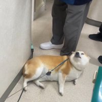 うっとりした表情で見上げる犬