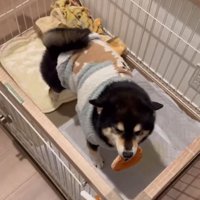 体をくねらせるさくらちゃん