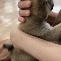 後頭部を撫でられる犬