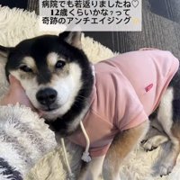 若返った鶴ちゃん