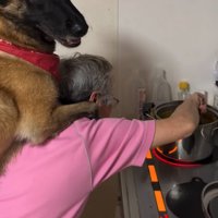 笑顔で振り返る大型犬