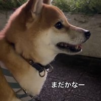 お姉ちゃんを待つ小型犬