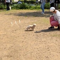 気づく犬2