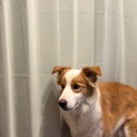 かまってちゃんな中型犬