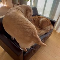 ソファに乗る犬と寝ている犬