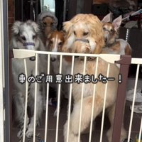 散歩へ行くのを待っている大型犬達