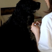 ルーク君をお散歩に誘った時の態度