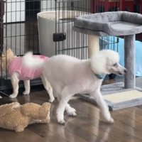 ケージへ向かう犬と離れる犬
