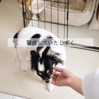 しずくちゃんの変化4