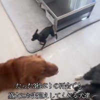 想定外の帰宅に大喜び♪