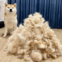 衝撃