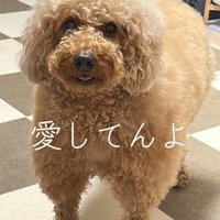 しっぽを振って飼い主を見つめる犬