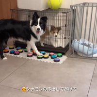 見つめるボーダーコリー