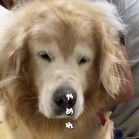 目を細める犬