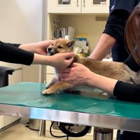 注射が終わった子犬