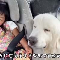 車の中で眠る犬と女の子