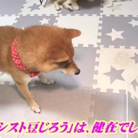 やっぱり豆じろうくんは鏡が好き！