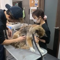 バリカンでお手入れ