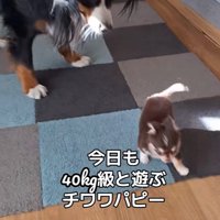 コアくんとお姉さん犬