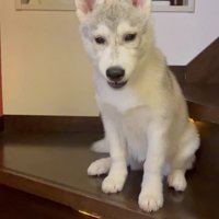 「階段はあたちの玉座！」