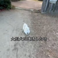 猛ダッシュするベラちゃん