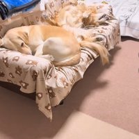 ソファーで眠る大型犬達