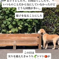 畑の前をうろうろ