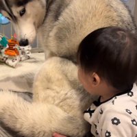 肩越しに赤ちゃんを見つめる犬