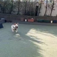 ドッグラン