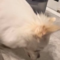またおやつを食べるこはく君