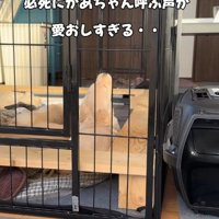 「ワオー」