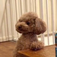 テーブルに左の前足を乗せて飼い主を見つめる犬