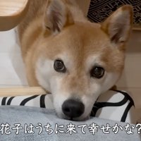 イスにアゴを乗せて、飼い主を見上げる犬