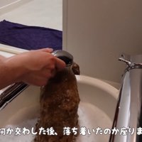 うゆちゃんのシャンプー中の出来事8