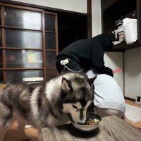 連れ去られる飼い主