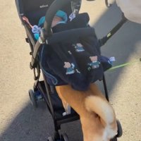 小休止するすももちゃん