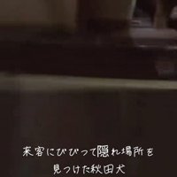 お客さんが来た時のひめちゃん7