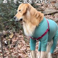 「本当に大丈夫…？」