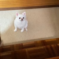 健気に待ち続けるコハクくん